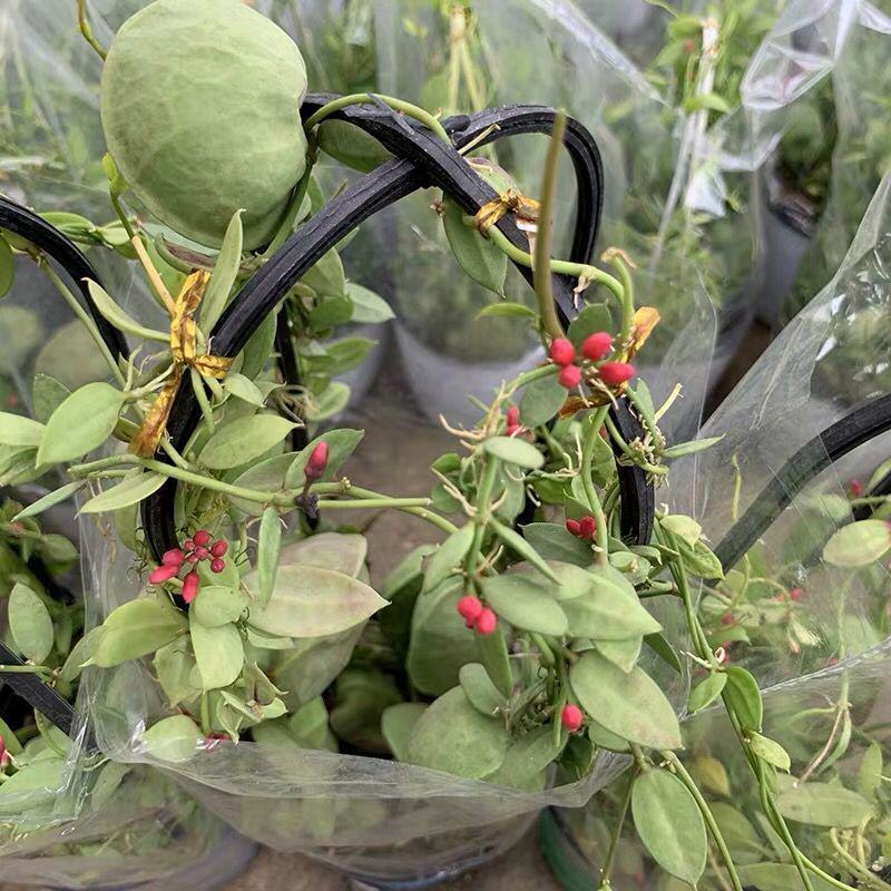 玉荷包吊兰垂吊爬藤植物花卉盆栽适合室内阳台客厅绿植吊兰
