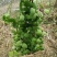 玉荷包吊兰垂吊爬藤植物花卉盆栽适合室内阳台客厅绿植吊兰