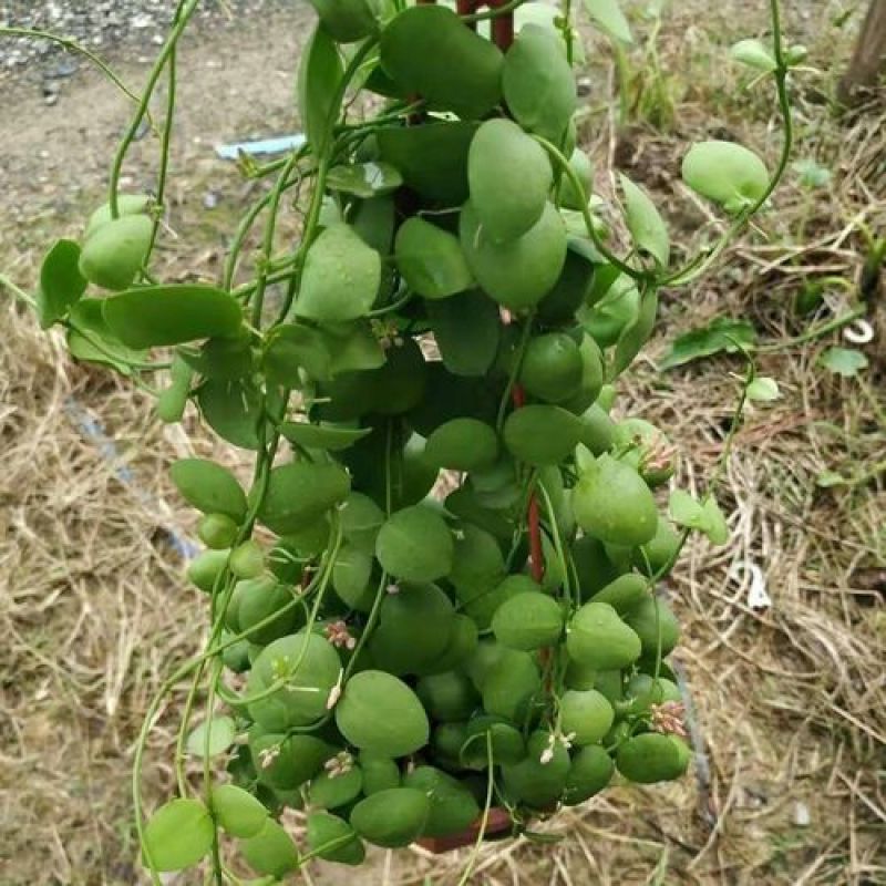 玉荷包吊兰垂吊爬藤植物花卉盆栽适合室内阳台客厅绿植吊兰