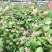 玉荷包吊兰垂吊爬藤植物花卉盆栽适合室内阳台客厅绿植吊兰