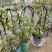 玉荷包吊兰垂吊爬藤植物花卉盆栽适合室内阳台客厅绿植吊兰