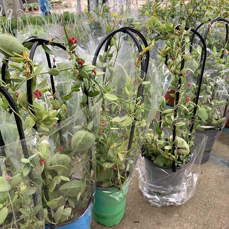 玉荷包吊兰垂吊爬藤植物花卉盆栽适合室内阳台客厅绿植吊兰