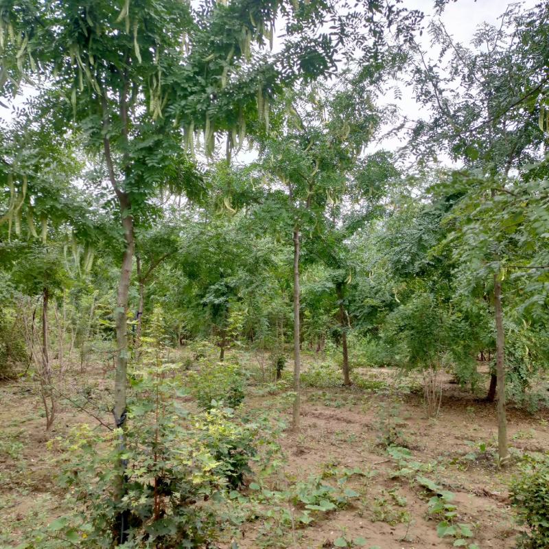 精品一级8到15公分皂角树规格齐全，量大从优基地自产自销