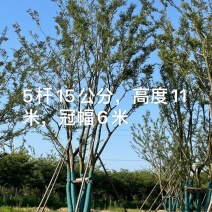丛生朴树5杆，高度8～9米，冠幅4～6米