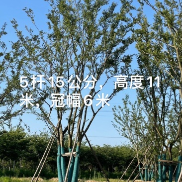 丛生朴树5杆，高度8～9米，冠幅4～6米