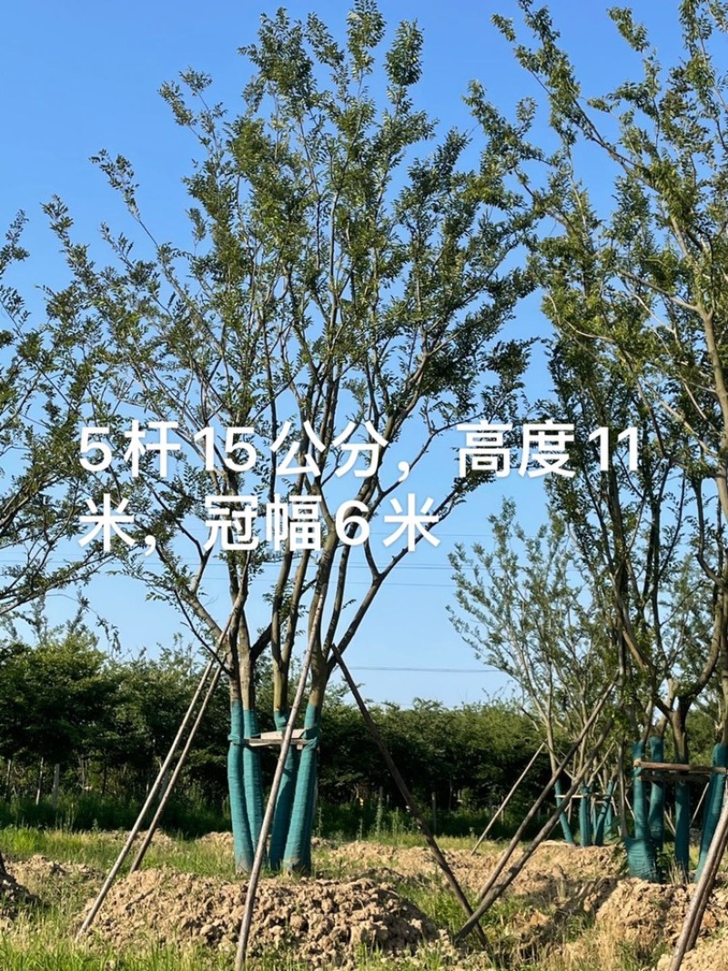 丛生朴树5杆，高度8～9米，冠幅4～6米