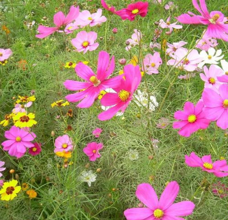 波斯菊花种子格桑花种籽子花期长易种活花海室外七彩野花组合