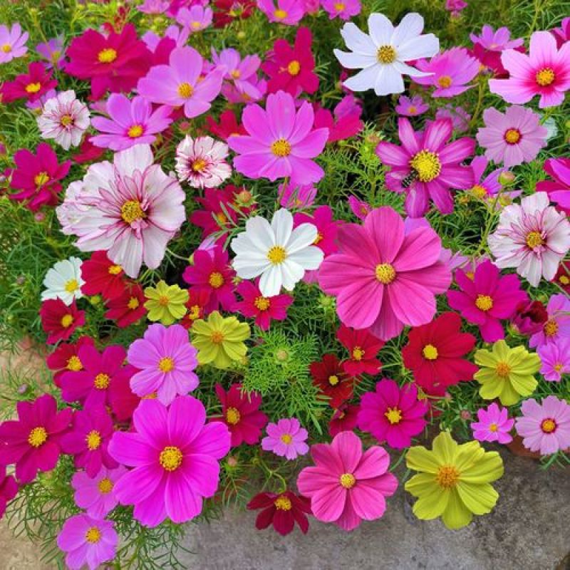 波斯菊花种子格桑花种籽子花期长易种活花海室外七彩野花组合