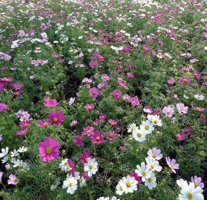 波斯菊花种子格桑花种籽子花期长易种活花海室外七彩野花组合