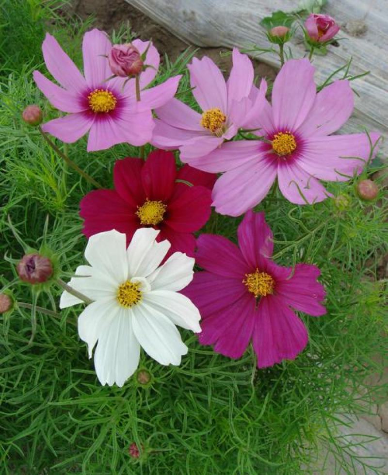 波斯菊花种子格桑花种籽子花期长易种活花海室外七彩野花组合