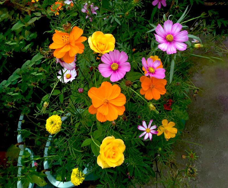 波斯菊花种子格桑花种籽子花期长易种活花海室外七彩野花组合