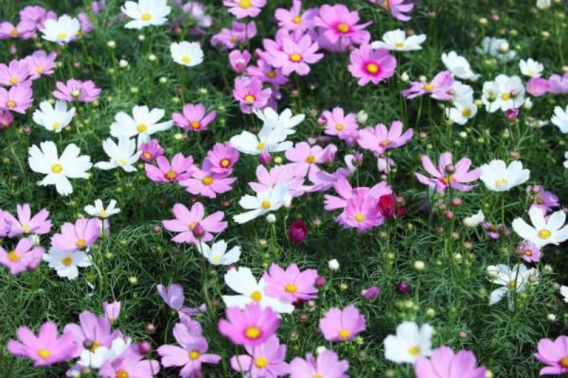 波斯菊花种子格桑花种籽子花期长易种活花海室外七彩野花组合