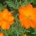 波斯菊花种子格桑花种籽子花期长易种活花海室外七彩野花组合
