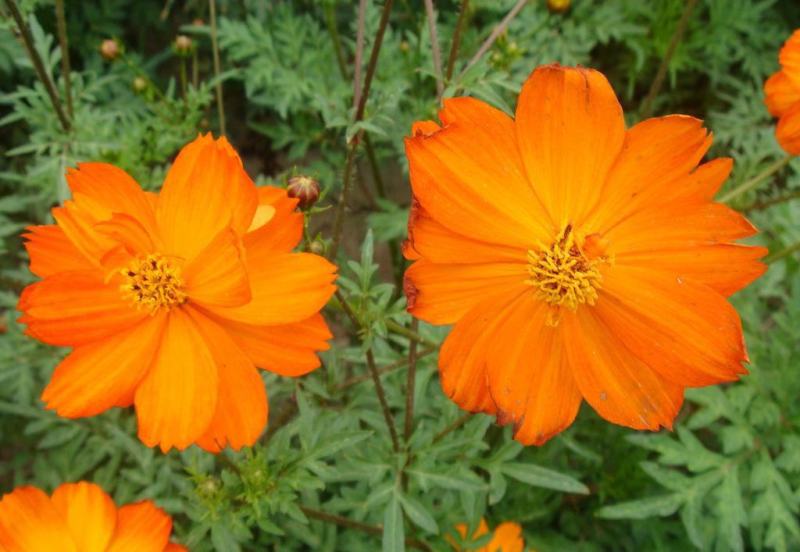 波斯菊花种子格桑花种籽子花期长易种活花海室外七彩野花组合
