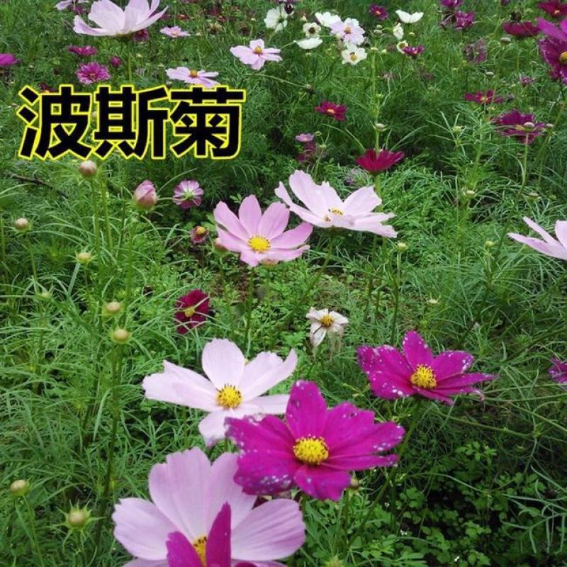 波斯菊花种子格桑花种籽子花期长易种活花海室外七彩野花组合