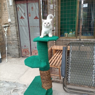 自家散养