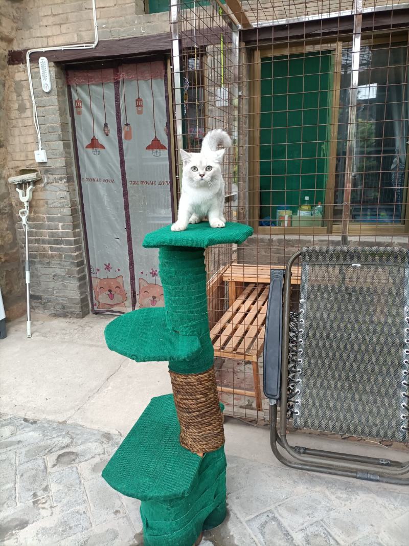 自家散养