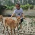 互动小鹿梅花鹿，梅花鹿养殖，价格，养殖基地
