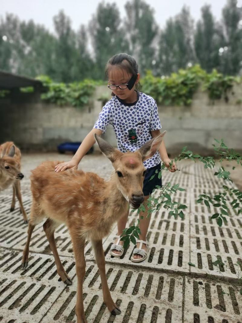 互动小鹿梅花鹿，梅花鹿养殖，价格，养殖基地