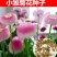 小雏菊种子种籽种孑雏菊花种四季室外室内阳台盆栽多年生