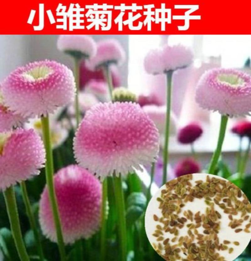小雏菊种子种籽种孑雏菊花种四季室外室内阳台盆栽多年生
