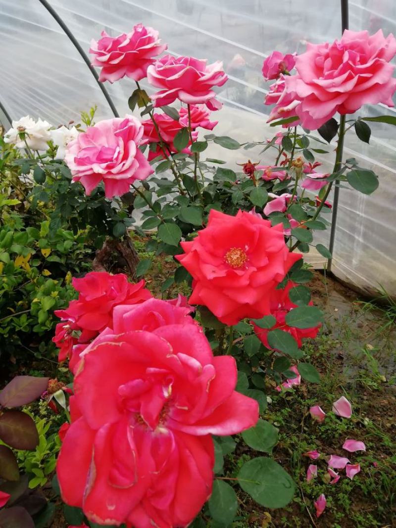 蔷薇花种子爬藤月季玫瑰四季开花爬墙攀援庭院室内盆栽