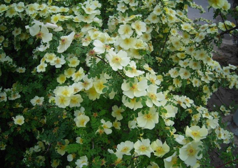 蔷薇花种子爬藤月季玫瑰四季开花爬墙攀援庭院室内盆栽