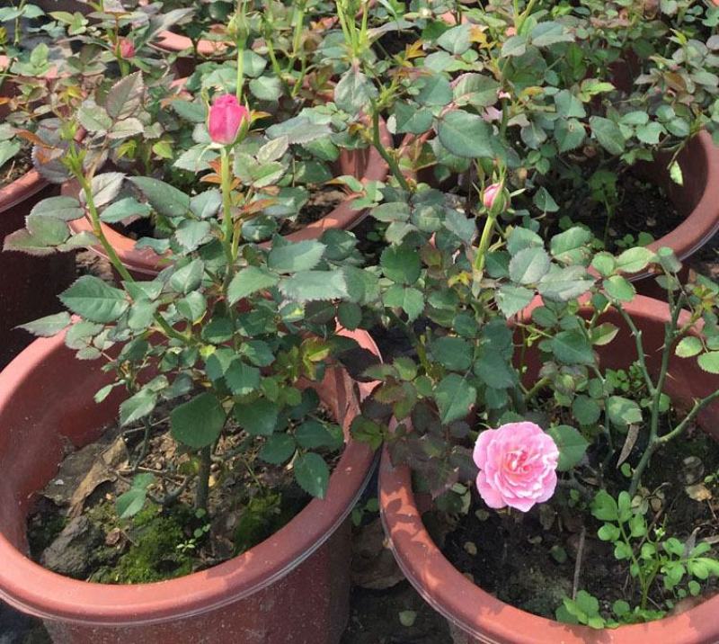 蔷薇花种子爬藤月季玫瑰四季开花爬墙攀援庭院室内盆栽