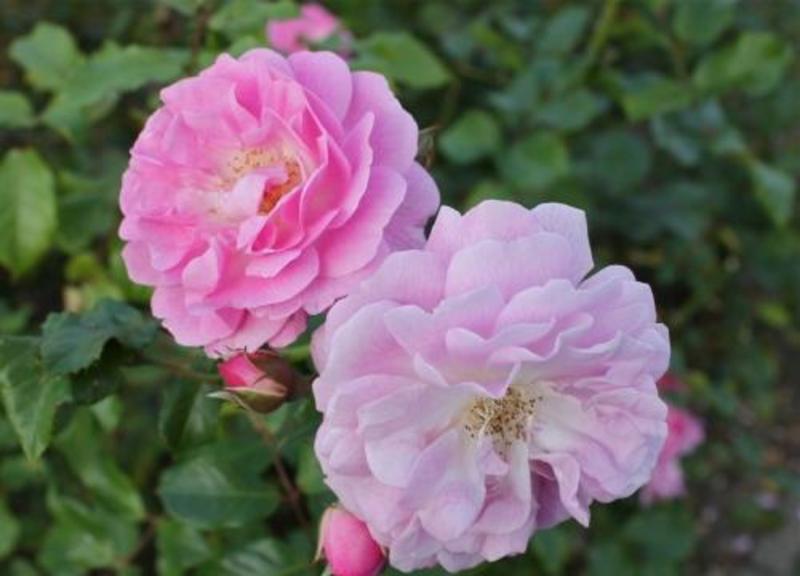 蔷薇花种子爬藤月季玫瑰四季开花爬墙攀援庭院室内盆栽