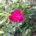 蔷薇花种子爬藤月季玫瑰四季开花爬墙攀援庭院室内盆栽