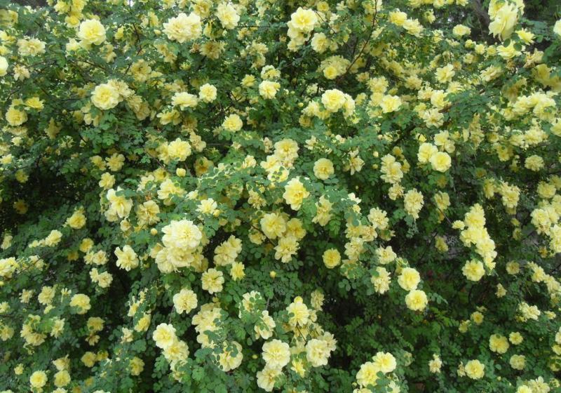蔷薇花种子爬藤月季玫瑰四季开花爬墙攀援庭院室内盆栽