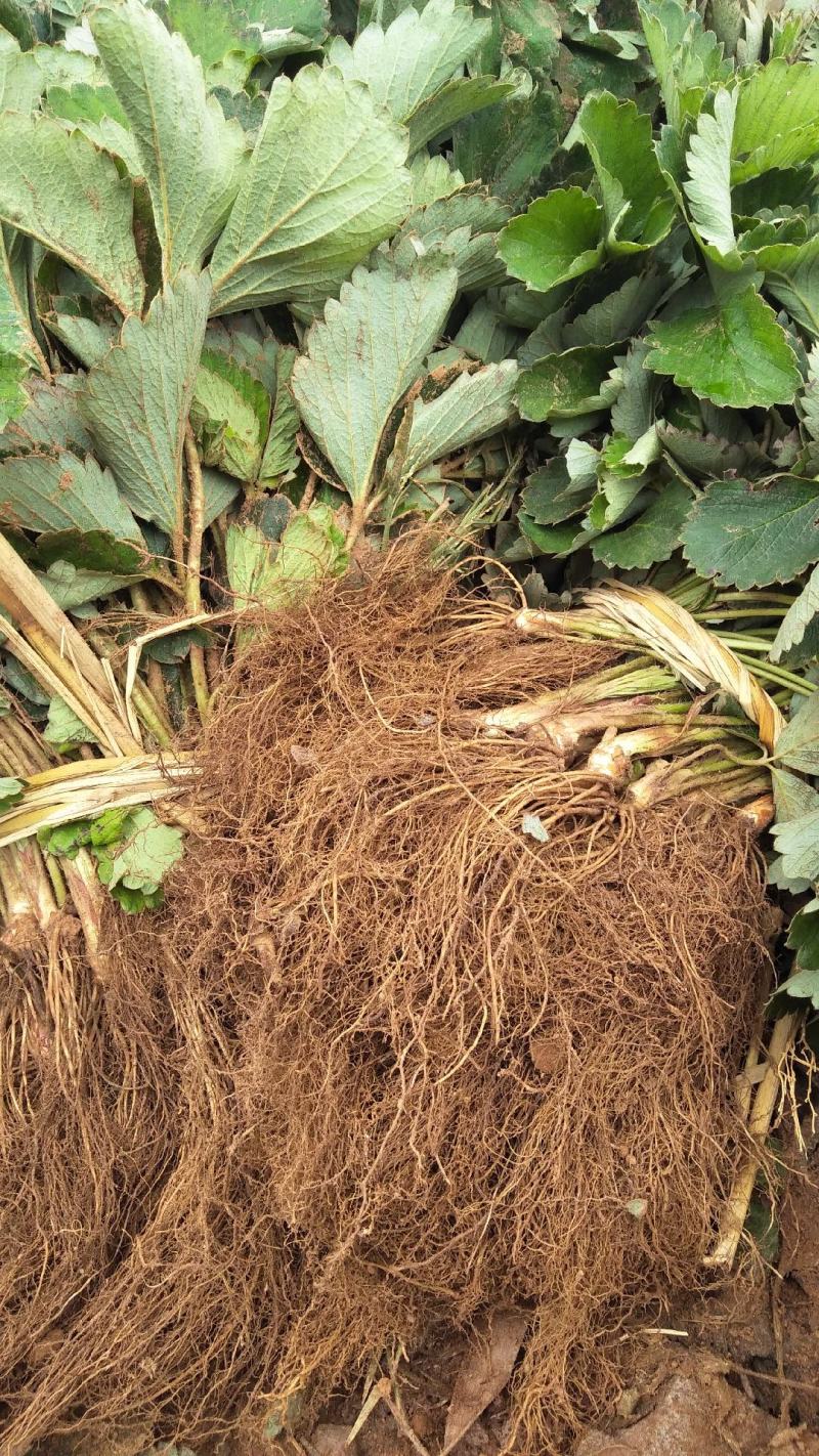 牛奶奶油甜宝章姬草莓苗沙地苗