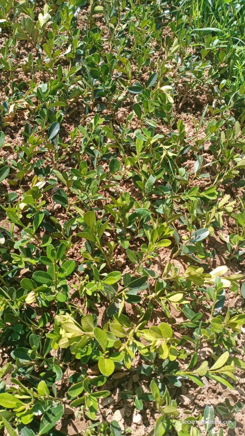 雀舌黄杨，瓜子黄杨，3_5年都有。盆栽也有。