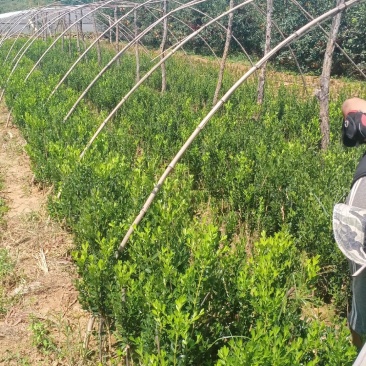 雀舌黄杨，瓜子黄杨，3_5年都有。盆栽也有。