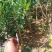 雀舌黄杨，瓜子黄杨，3_5年都有。盆栽也有。