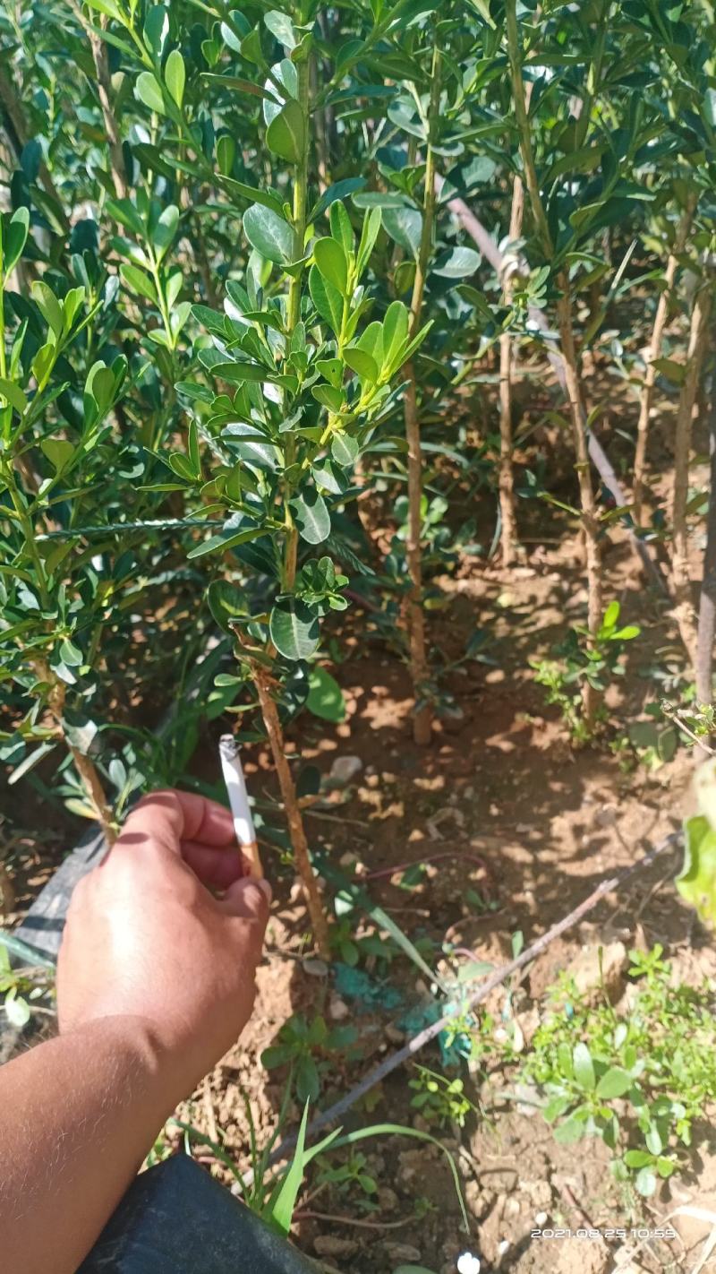 雀舌黄杨，瓜子黄杨，3_5年都有。盆栽也有。