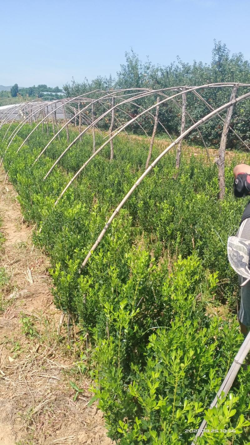 雀舌黄杨，瓜子黄杨，3_5年都有。盆栽也有。