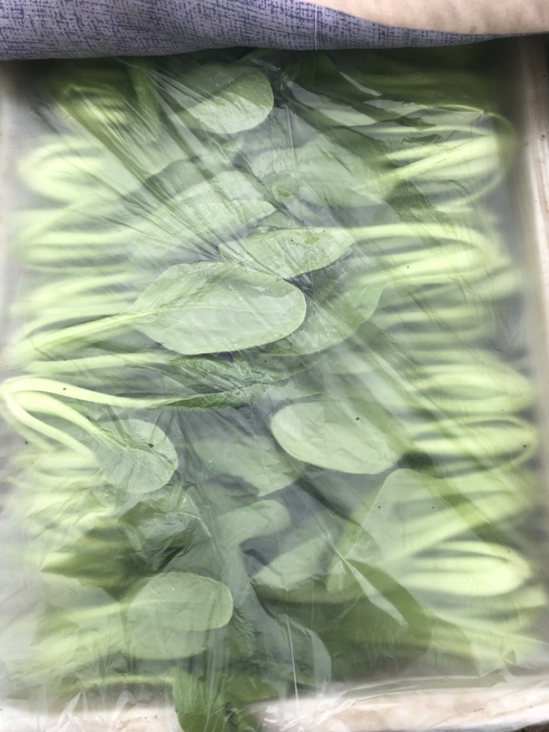 万亩蔬菜基地长期供应各种蔬菜食堂菜欢迎咨询