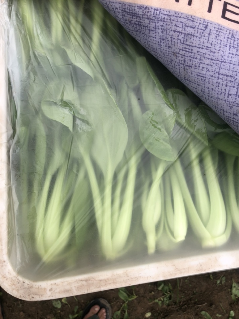 万亩蔬菜基地长期供应各种蔬菜食堂菜欢迎咨询