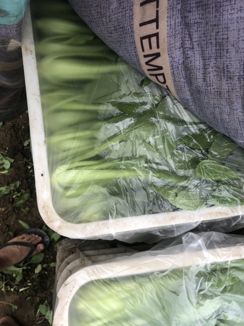 万亩蔬菜基地长期供应各种蔬菜食堂菜欢迎咨询