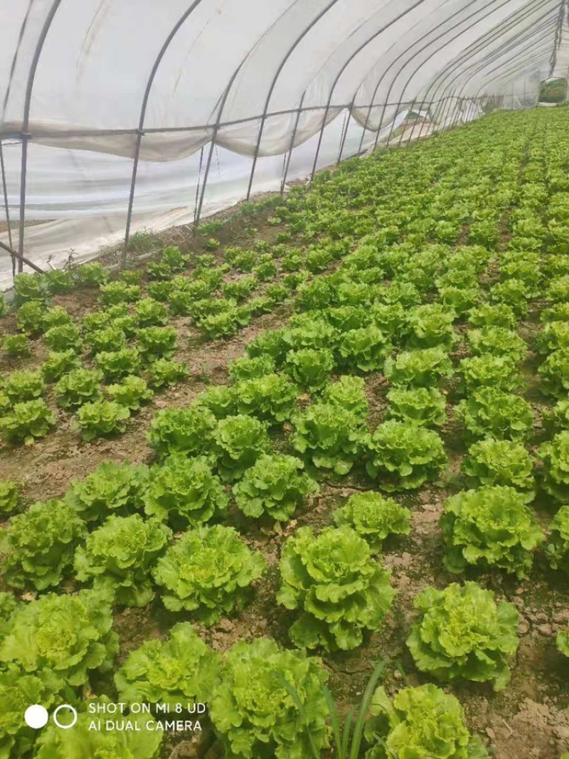 精品生菜新鲜品优蔬菜基地直供品相优良价格便宜