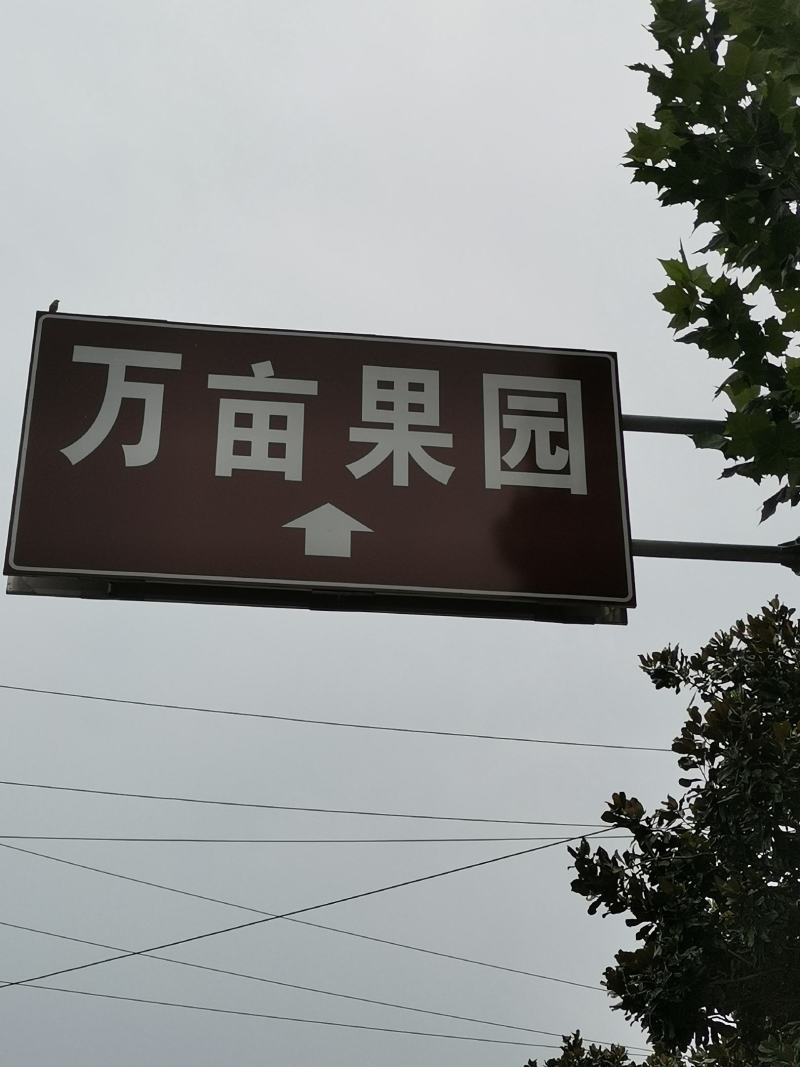 原产地：万亩果园，黄金梨，腊子袋，皮薄多汁，原产地发货！