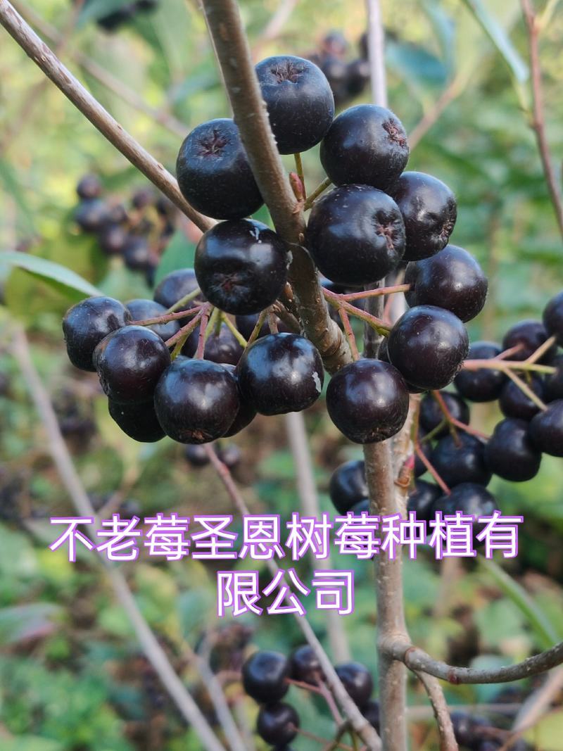 【苗场直发】精品不老莓苗全国批发五年生大苗当年栽苗当年挂果