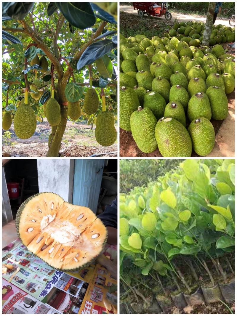 越南红肉菠萝蜜苗产量高口感好十八月可挂果。