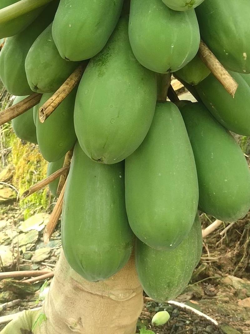 大青红心木瓜原产地出货质量有保障单果0.5/1.5公斤