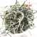 云南绿茶茶叶香浓型2022头春新茶散装茶毛尖茶云雾茶毛峰