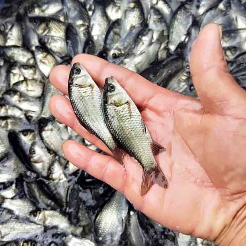 鲫鱼苗批发白鲫土鲫快大中科5号淡水养殖鱼场直销