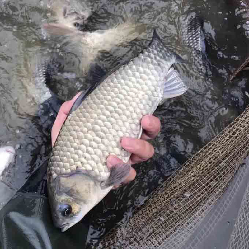 鲫鱼苗批发白鲫土鲫快大中科5号淡水养殖鱼场直销