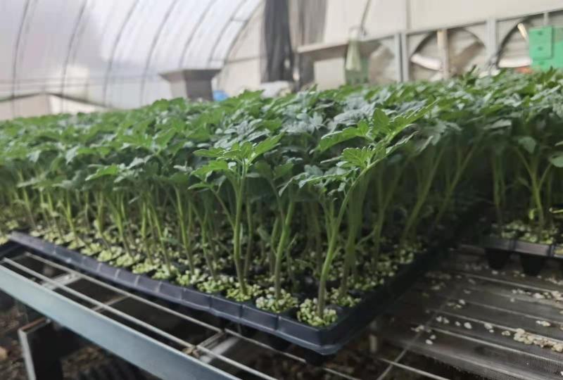 西红柿苗，优质精品硬粉、口感型西红柿苗。质量有保证