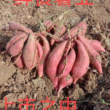 西瓜红红薯鲜食薯业原产地代言人脱毒西瓜红一手货源